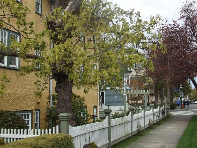 Rosewood Inn Victoria Kültér fotó